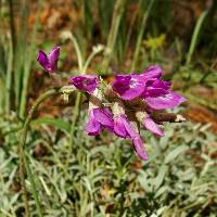 Oxytropis lambertii image