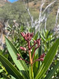 Nerium oleander image