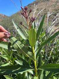 Nerium oleander image