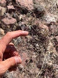 Muhlenbergia fragilis image