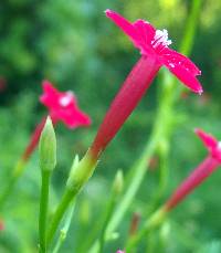 Ipomoea quamoclit image