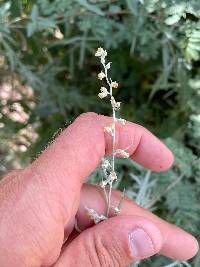 Artemisia ludoviciana subsp. ludoviciana image