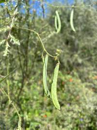 Phaseolus acutifolius var. tenuifolius image