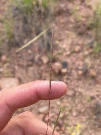 Schizachyrium cirratum image