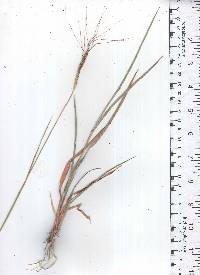 Heteropogon contortus image