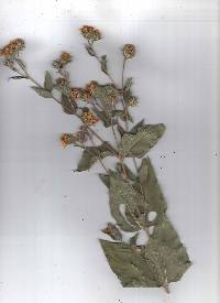 Aldama cordifolia image