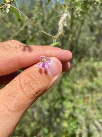 Phaseolus acutifolius image