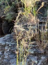 Muhlenbergia pauciflora image