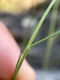 Muhlenbergia pauciflora image