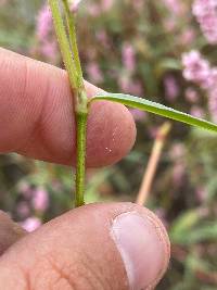 Persicaria maculosa image