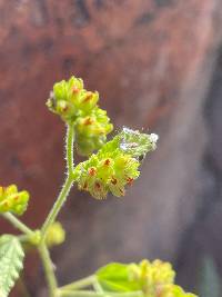 Waltheria indica image