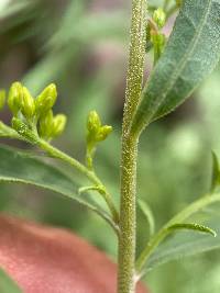 Solidago velutina image