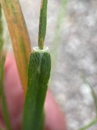 Eragrostis pectinacea image