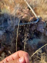 Muhlenbergia fragilis image