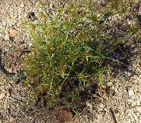 Image of Cyperus fugax