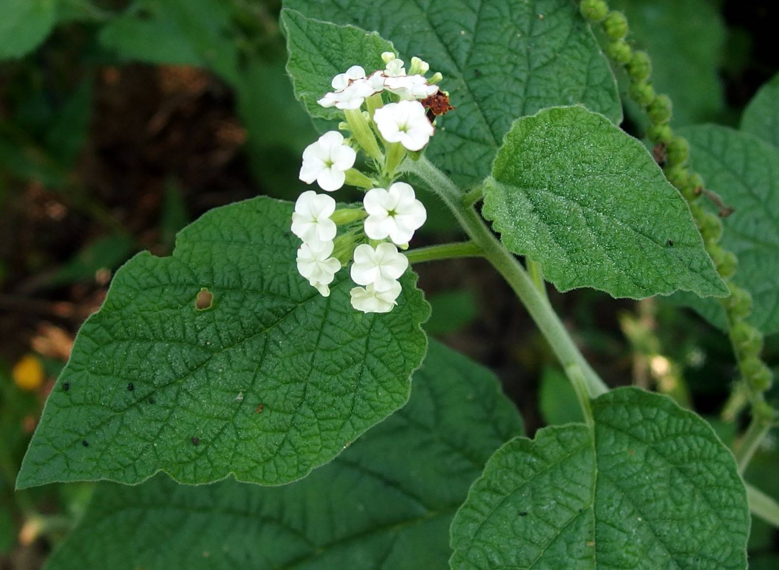 Heliotropium macrostachyum image