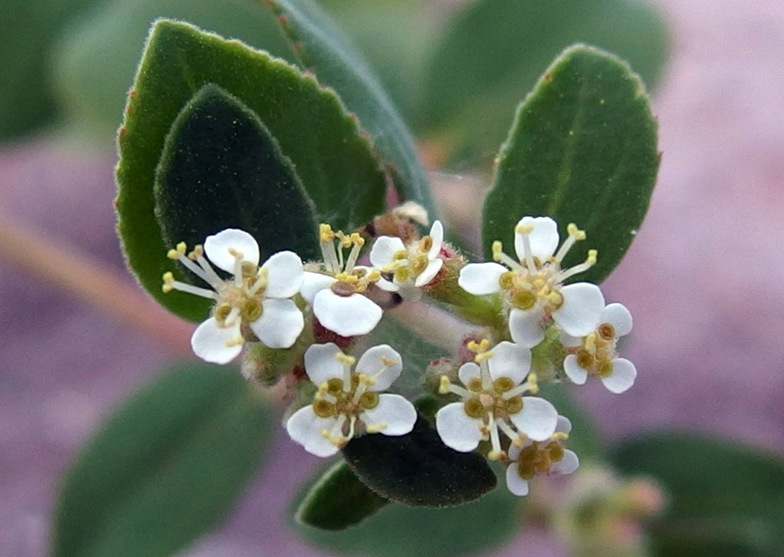 Euphorbia image