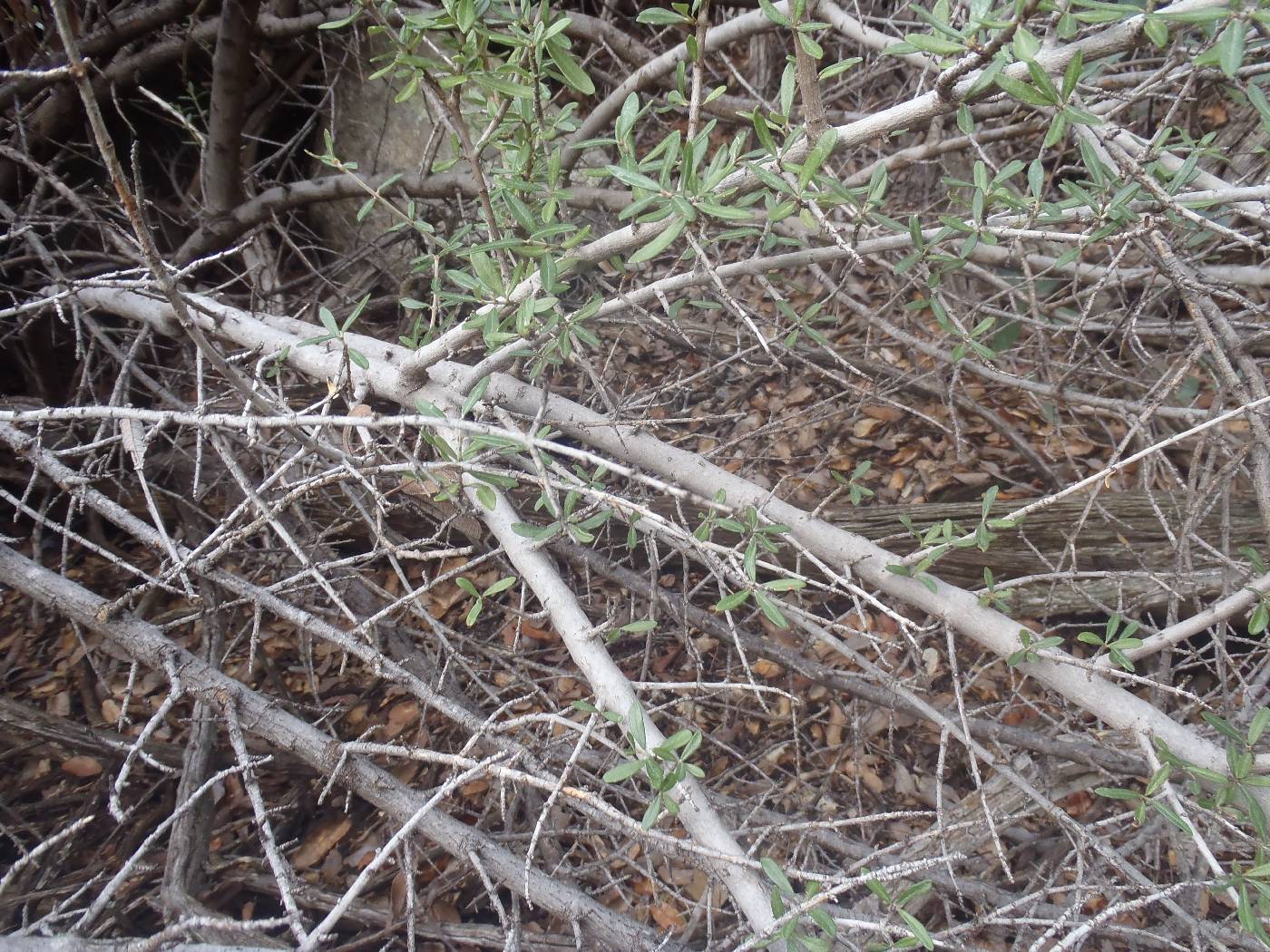 Ceanothus pauciflorus image