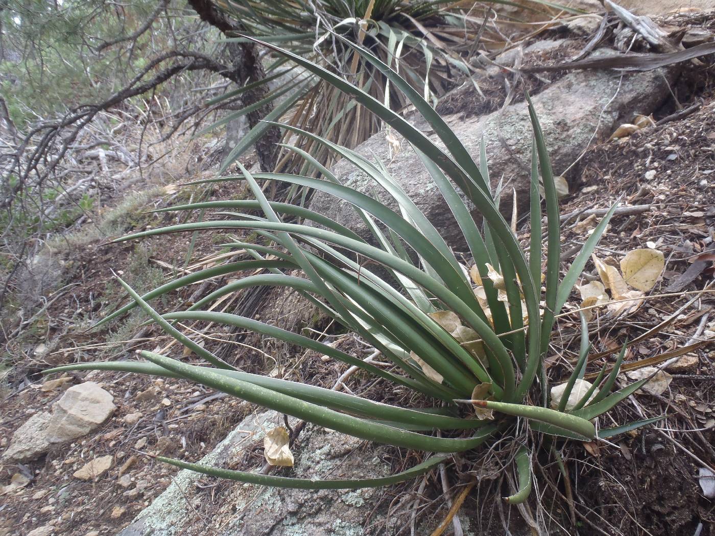 Agave schottii var. treleasei image