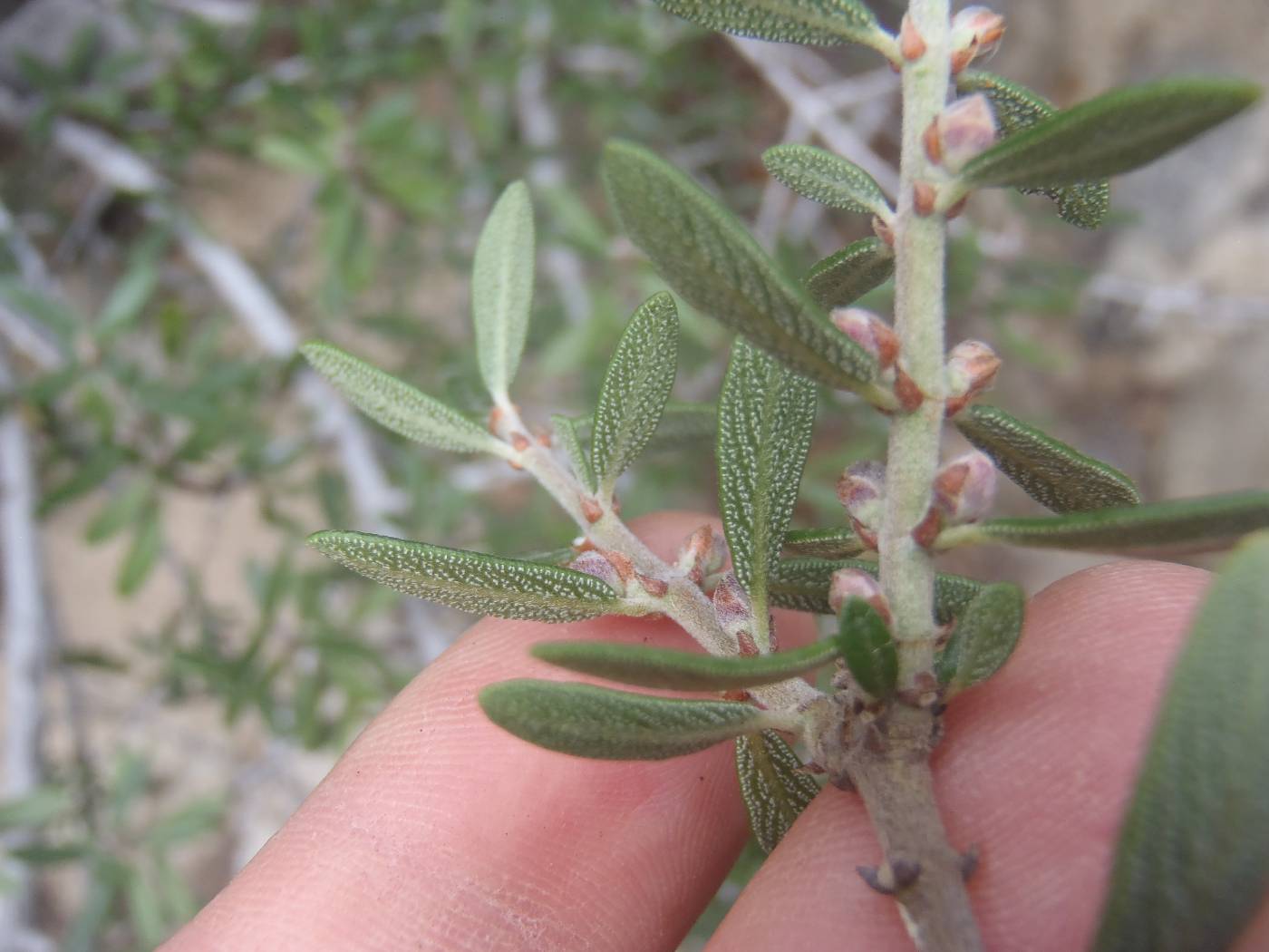 Ceanothus pauciflorus image