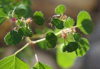 Euphorbia subreniformis image