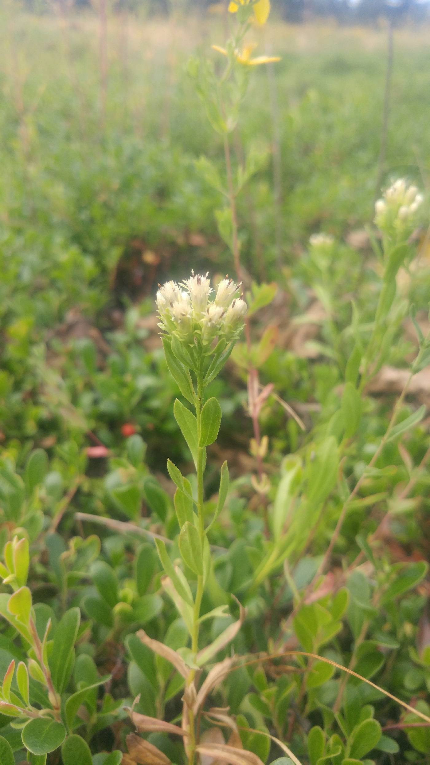 Sericocarpus rigidus image