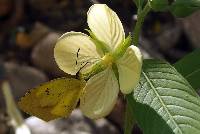 Ludwigia octovalvis image