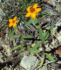 Zinnia linearis image