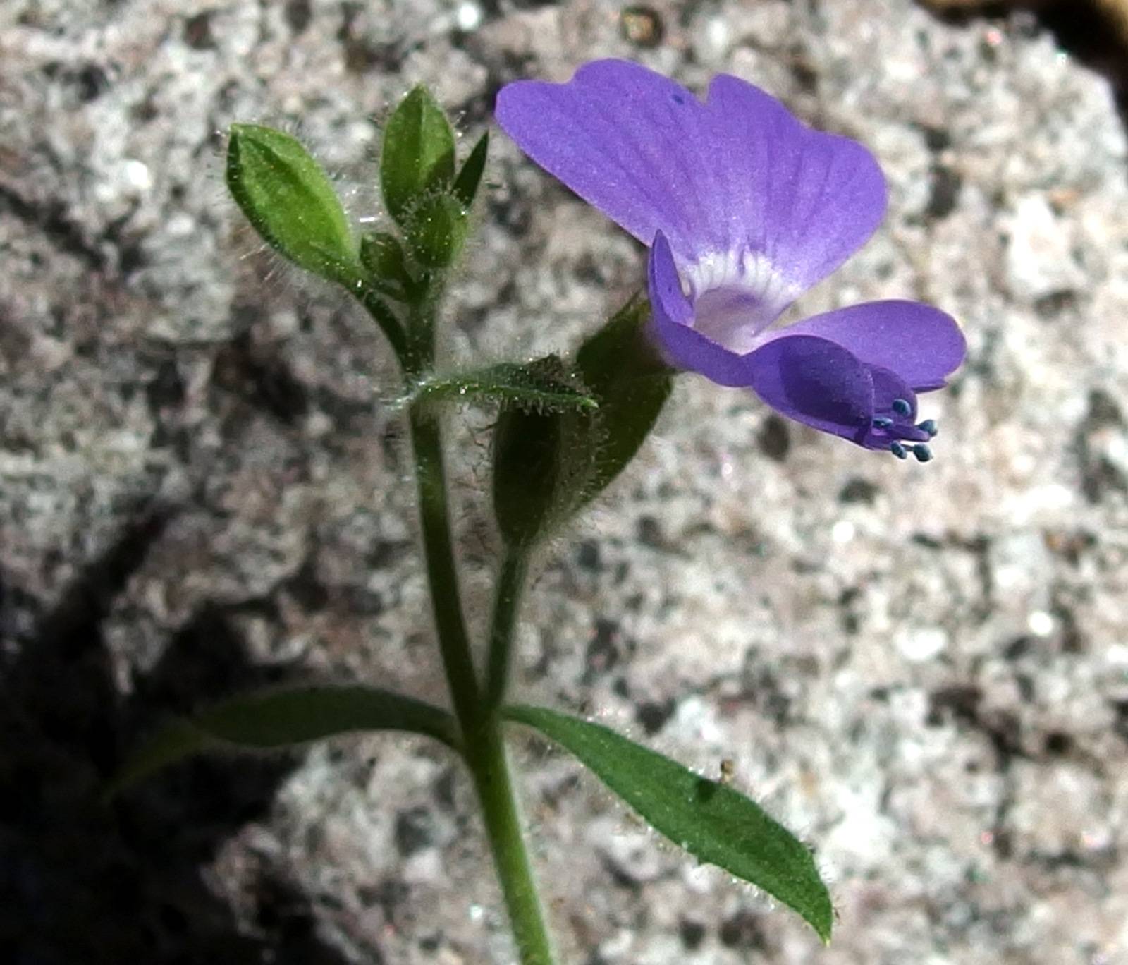 Bonplandia geminiflora image