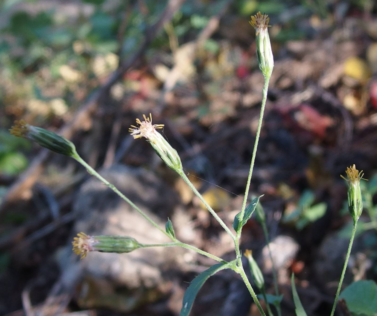 Brickellia sonorana image