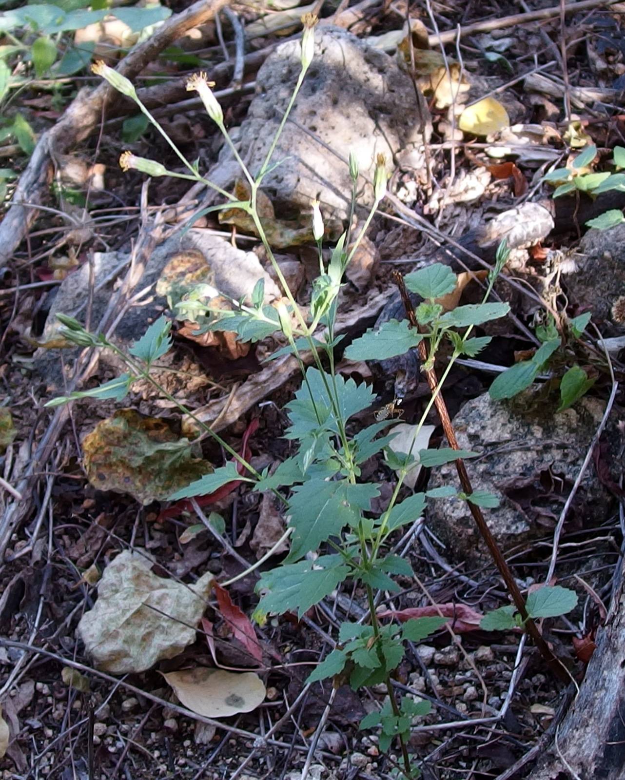 Brickellia sonorana image