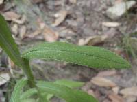 Pseudognaphalium pringlei image