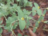 Euphorbia brachycera image