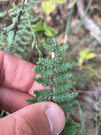 Myriopteris aurea image