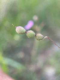 Desmodium rosei image