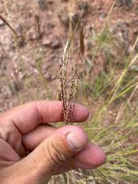 Bothriochloa ischaemum image