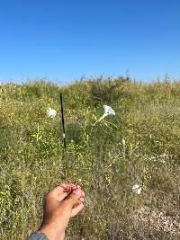 Ipomoea ternifolia var. leptotoma image