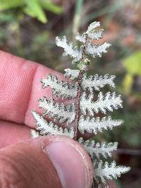 Myriopteris aurea image