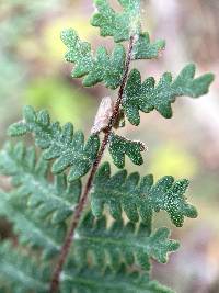 Myriopteris aurea image