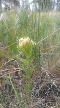 Image of Castilleja cusickii