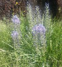 Image of Camassia cusickii