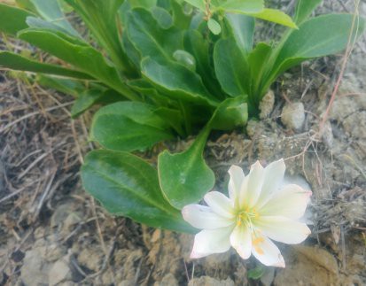 Cistanthe tweedyi image