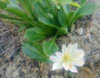 Image of Cistanthe tweedyi