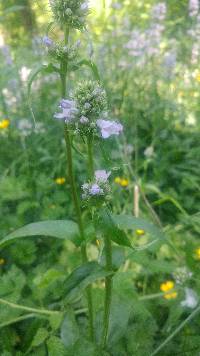 Penstemon hesperius image