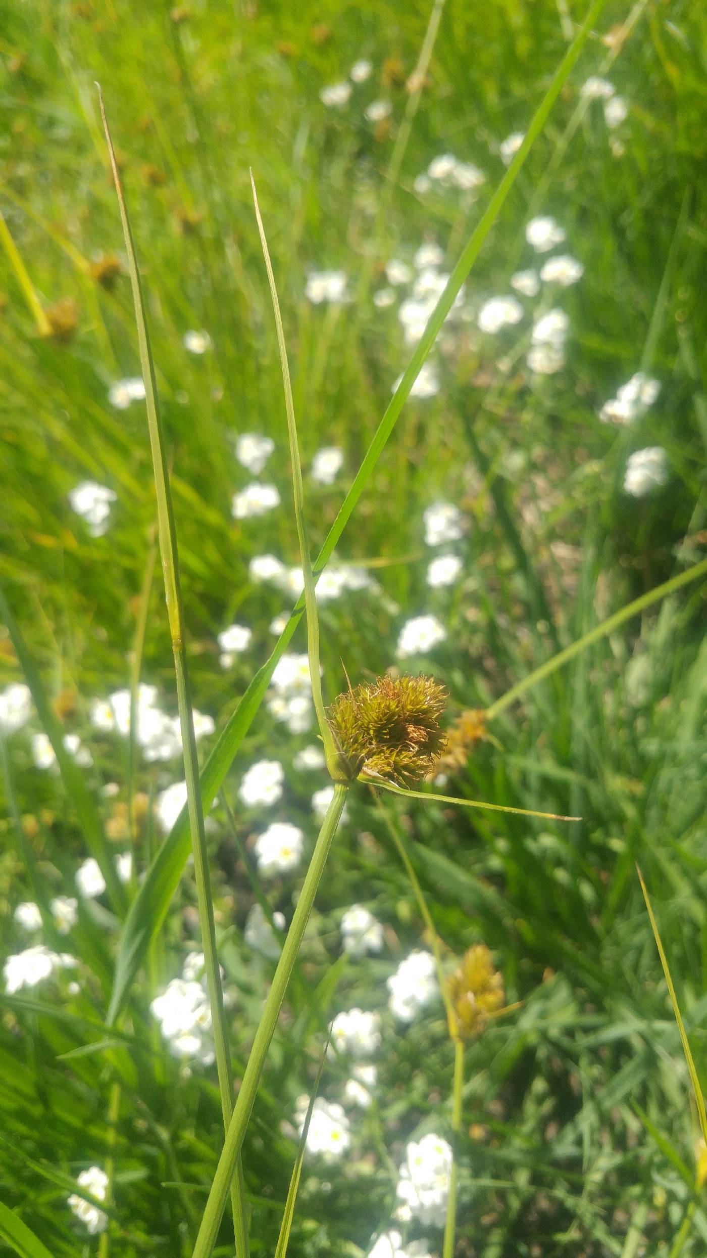 Carex unilateralis image