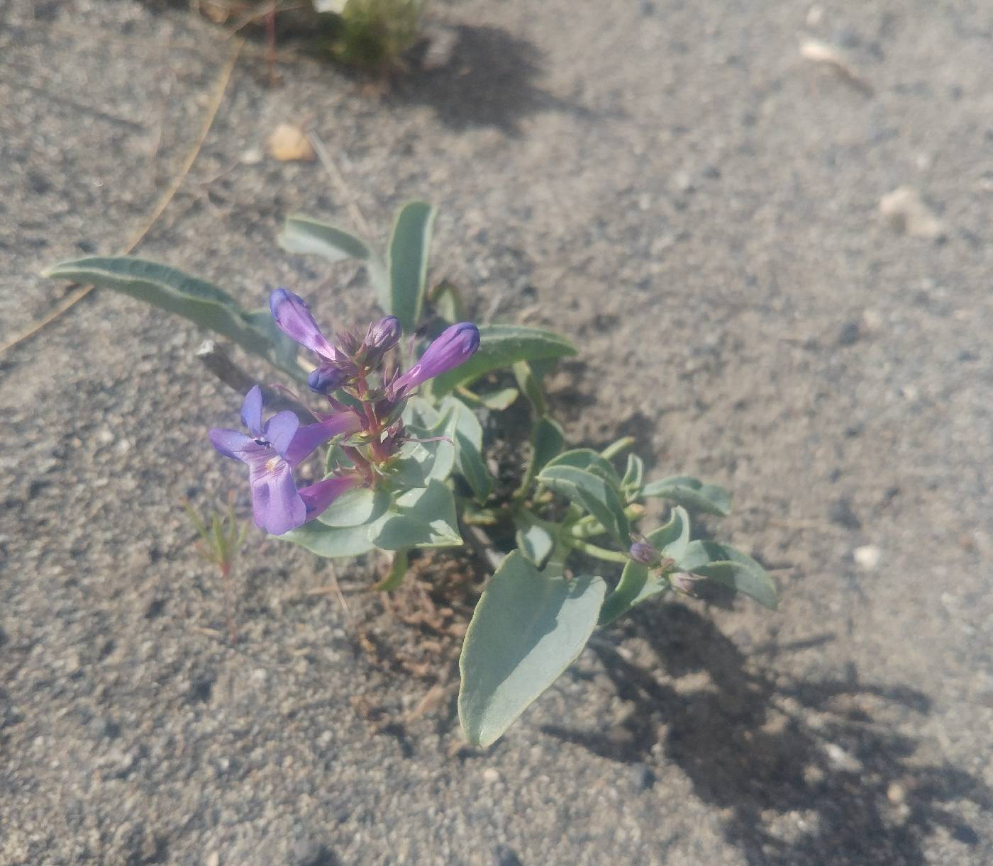 Penstemon acuminatus var. acuminatus image