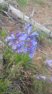 Penstemon pennellianus image