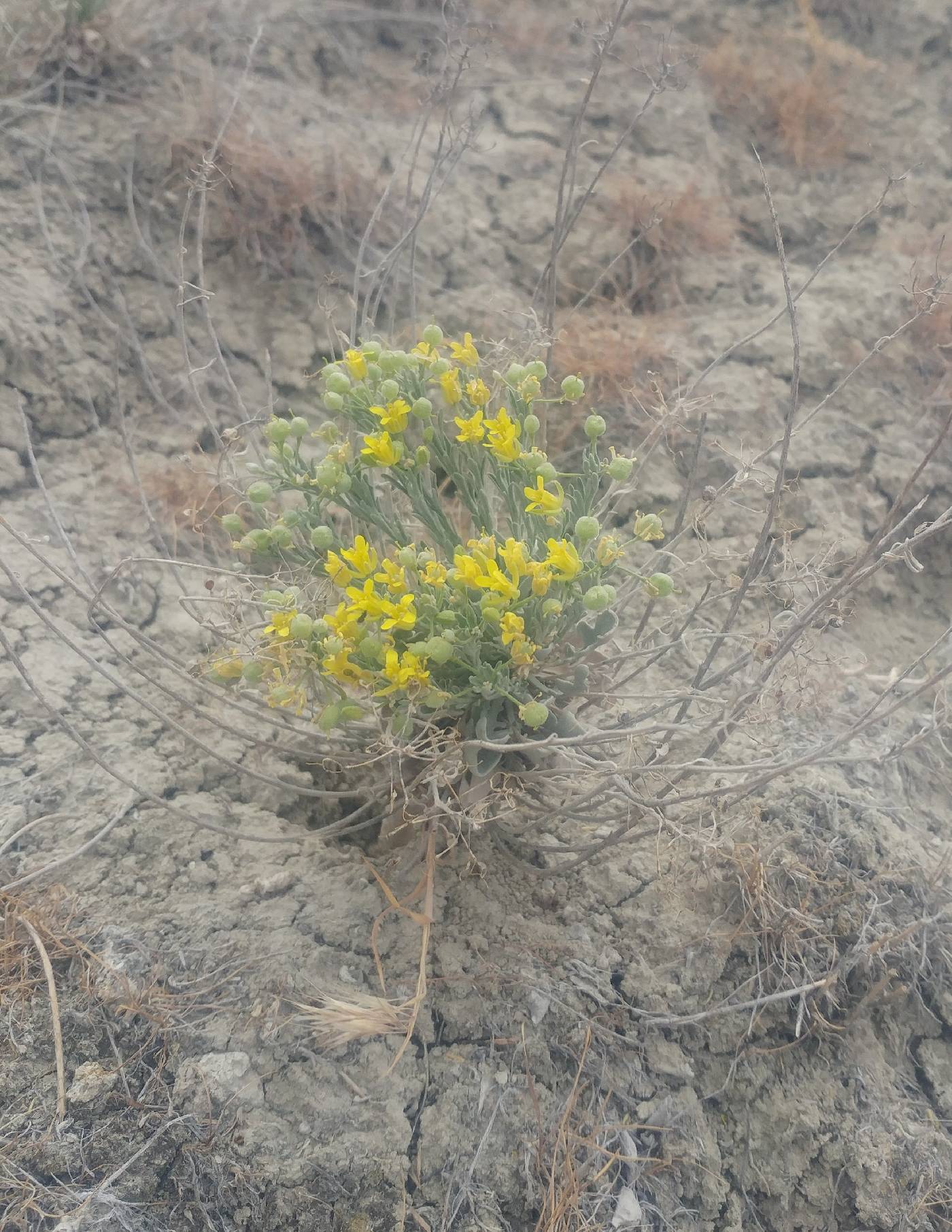 Physaria douglasii image