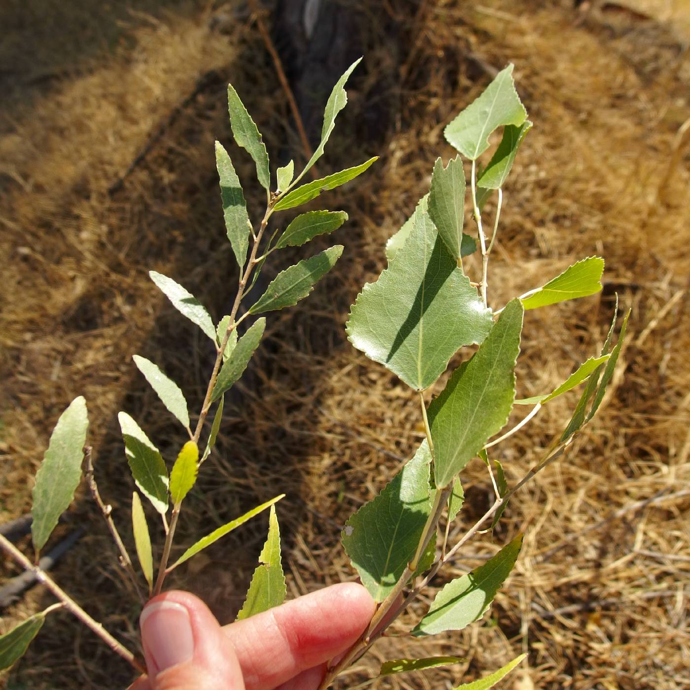 Populus fremontii subsp. mesetae image