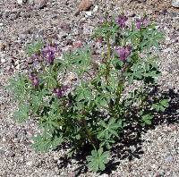 Lupinus arizonicus image